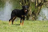 BEAUCERON 586